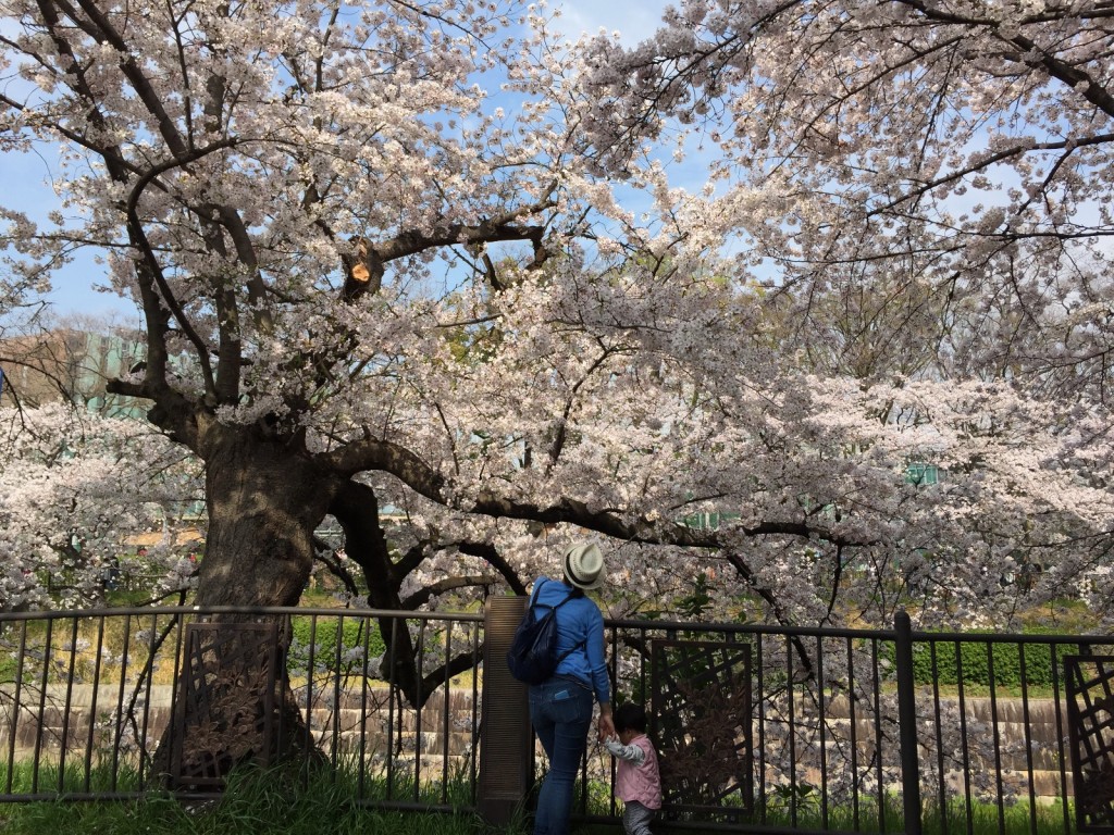 山崎川の桜