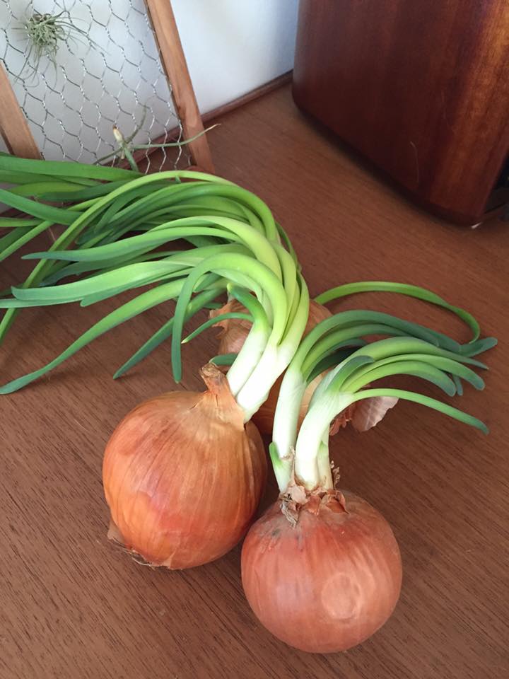 のびる玉ねぎ