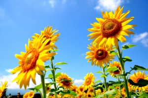 summer_sunflower