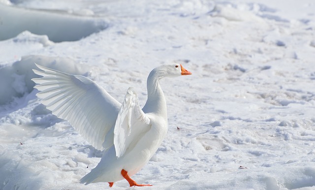 greater-snow-goose-284211_640