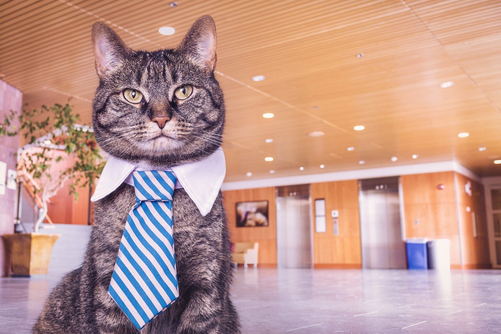 image_cat